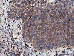 Invitrogen ATG3 Monoclonal Antibody (OTI2C12) 100 &mu;L; Unconjugated:Antibodies,