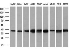Invitrogen ATG3 Monoclonal Antibody (OTI2C12) 100 &mu;L; Unconjugated:Antibodies,