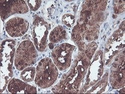 Invitrogen CNDP2 Monoclonal Antibody (OTI8A2) 100 &mu;L; Unconjugated:Antibodies,