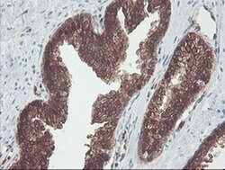 Invitrogen CNDP2 Monoclonal Antibody (OTI8A2) 100 &mu;L; Unconjugated:Antibodies,