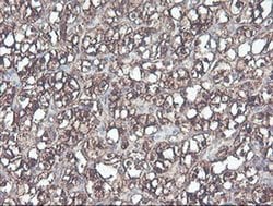 Invitrogen CNDP2 Monoclonal Antibody (OTI8A2) 100 &mu;L; Unconjugated:Antibodies,