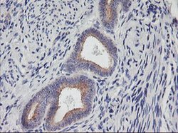 Invitrogen PHF21B Monoclonal Antibody (OTI3D1) 100 &mu;L; Unconjugated:Antibodies,