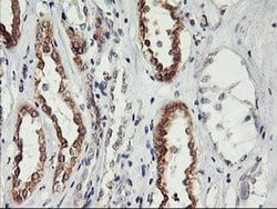 Invitrogen PHF21B Monoclonal Antibody (OTI3D1) 100 &mu;L; Unconjugated:Antibodies,
