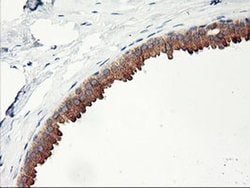 Invitrogen PHF21B Monoclonal Antibody (OTI3D1) 100 &mu;L; Unconjugated:Antibodies,