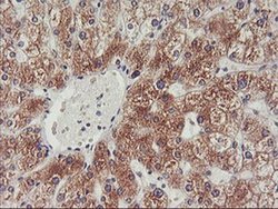 Invitrogen PHF21B Monoclonal Antibody (OTI3D1) 100 &mu;L; Unconjugated:Antibodies,