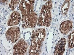 Invitrogen Aminoacylase Monoclonal Antibody (OTI2D3) 100 &mu;L; Unconjugated:Antibodies,