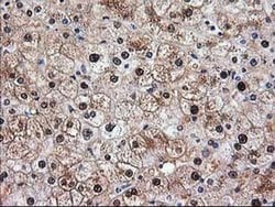 Invitrogen Aminoacylase Monoclonal Antibody (OTI2D3) 100 &mu;L; Unconjugated:Antibodies,