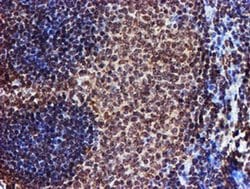 Invitrogen TOMM34 Monoclonal Antibody (OTI1G7) 100 &mu;L; Unconjugated:Antibodies,