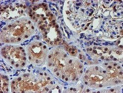 Invitrogen PSMD2 Monoclonal Antibody (OTI1G6) 100 &mu;L; Unconjugated:Antibodies,