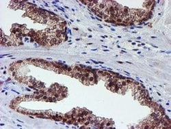 Invitrogen PSMD2 Monoclonal Antibody (OTI1G6) 100 &mu;L; Unconjugated:Antibodies,