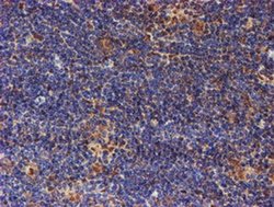 Invitrogen PSMD2 Monoclonal Antibody (OTI1G6) 100 &mu;L; Unconjugated:Antibodies,