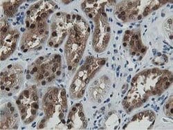 Invitrogen DPP3 Monoclonal Antibody (OTI2D9) 100 &mu;L; Unconjugated:Antibodies,