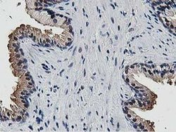 Invitrogen DPP3 Monoclonal Antibody (OTI2D9) 100 &mu;L; Unconjugated:Antibodies,