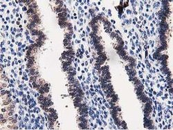 Invitrogen DPP3 Monoclonal Antibody (OTI2D9) 100 &mu;L; Unconjugated:Antibodies,