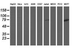 Invitrogen DPP3 Monoclonal Antibody (OTI2D9) 100 &mu;L; Unconjugated:Antibodies,