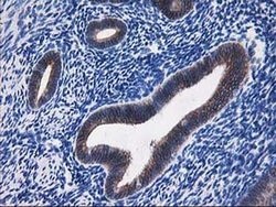 Invitrogen ALDH3A2 Monoclonal Antibody (OTI2A7) 100 &mu;L | Buy Online | Invitrogen&trade; | Fisher Scientific