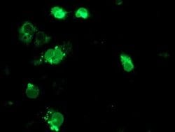 Invitrogen TRAP alpha Monoclonal Antibody (OTI3E5) 100 &mu;L; Unconjugated:Antibodies,