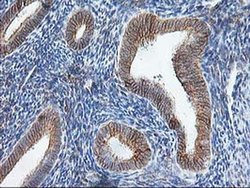 Invitrogen TRAP alpha Monoclonal Antibody (OTI3E5) 100 &mu;L; Unconjugated:Antibodies,