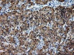 Invitrogen TRAP alpha Monoclonal Antibody (OTI3E5) 100 &mu;L; Unconjugated:Antibodies,