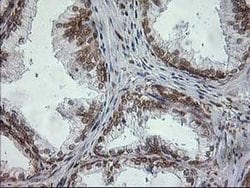 Invitrogen TRAP alpha Monoclonal Antibody (OTI3E5) 100 &mu;L; Unconjugated:Antibodies,