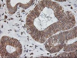 Invitrogen TRAP alpha Monoclonal Antibody (OTI3E5) 100 &mu;L; Unconjugated:Antibodies,