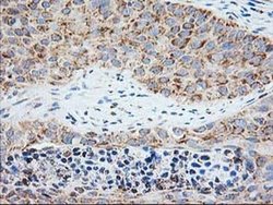 Invitrogen TRAP alpha Monoclonal Antibody (OTI4C7) 100 &mu;L; Unconjugated:Antibodies,