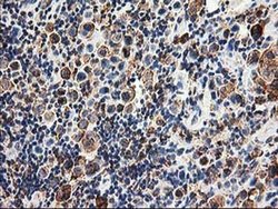 Invitrogen TRAP alpha Monoclonal Antibody (OTI4C7) 100 &mu;L; Unconjugated:Antibodies,