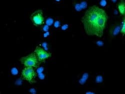 Invitrogen PSMD2 Monoclonal Antibody (OTI1G8) 100 &mu;L; Unconjugated:Antibodies,