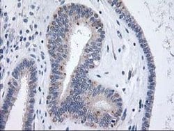 Invitrogen XPNPEP3 Monoclonal Antibody (OTI5G2) 100 &mu;L; Unconjugated:Antibodies,