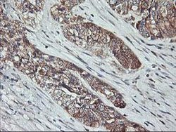 Invitrogen PTP1B Monoclonal Antibody (OTI1C5) 100 &mu;L; Unconjugated:Antibodies,