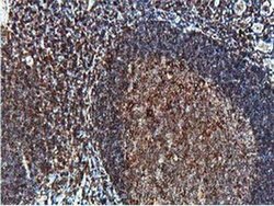 Invitrogen PTP1B Monoclonal Antibody (OTI1C5) 100 &mu;L; Unconjugated:Antibodies,