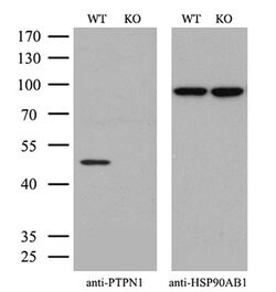Invitrogen PTP1B Monoclonal Antibody (OTI1C5) 100 &mu;L; Unconjugated:Antibodies,