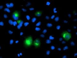Invitrogen PTP1B Monoclonal Antibody (OTI1D10) 100 &mu;L; Unconjugated:Antibodies,