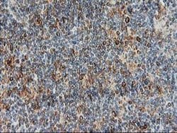 Invitrogen PTP1B Monoclonal Antibody (OTI1D10) 100 &mu;L; Unconjugated:Antibodies,