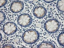 Invitrogen PTP1B Monoclonal Antibody (OTI1D10) 100 &mu;L; Unconjugated:Antibodies,