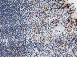 Invitrogen PTP1B Monoclonal Antibody (OTI1D10) 100 &mu;L; Unconjugated:Antibodies,