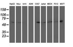 Invitrogen PTP1B Monoclonal Antibody (OTI1D10) 100 &mu;L; Unconjugated:Antibodies,