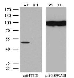 Invitrogen PTP1B Monoclonal Antibody (OTI1D10) 100 &mu;L; Unconjugated:Antibodies,