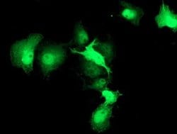 Invitrogen HSPBP1 Monoclonal Antibody (OTI2C8) 100 &mu;L; Unconjugated:Antibodies,