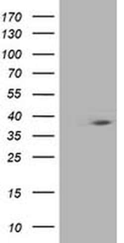 Invitrogen HSPBP1 Monoclonal Antibody (OTI2C8) 100 &mu;L; Unconjugated:Antibodies,