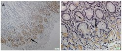 Invitrogen LGR5 Monoclonal Antibody (OTI2A2) 100 &mu;L; Unconjugated:Antibodies,
