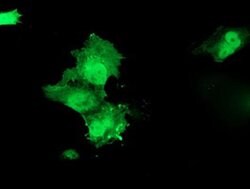 Invitrogen HSPBP1 Monoclonal Antibody (OTI1H4) 100 &mu;L; Unconjugated:Antibodies,