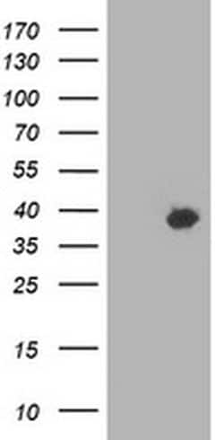 Invitrogen HSPBP1 Monoclonal Antibody (OTI1H4) 100 &mu;L; Unconjugated:Antibodies,
