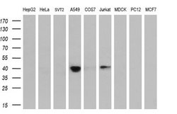 Invitrogen HSPBP1 Monoclonal Antibody (OTI1H4) 100 &mu;L; Unconjugated:Antibodies,