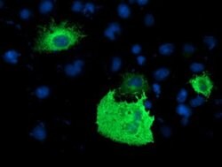 Invitrogen PDE1B Monoclonal Antibody (OTI6E4) 100 &mu;L; Unconjugated:Antibodies,