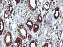 Invitrogen PDE1B Monoclonal Antibody (OTI6E4) 100 &mu;L; Unconjugated:Antibodies,