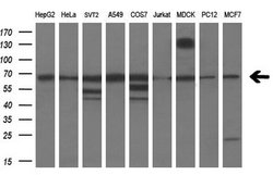 Invitrogen PDE1B Monoclonal Antibody (OTI6E4) 100 &mu;L; Unconjugated:Antibodies,