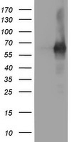 Invitrogen PDE1B Monoclonal Antibody (OTI6E4) 100 &mu;L; Unconjugated:Antibodies,