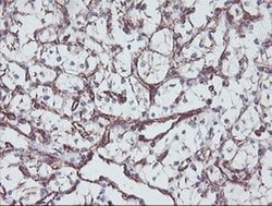 Invitrogen MCAK Monoclonal Antibody (OTI1C5) 100 &mu;L; Unconjugated:Antibodies,