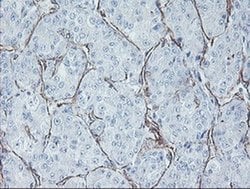 Invitrogen MCAK Monoclonal Antibody (OTI1C5) 100 &mu;L; Unconjugated:Antibodies,